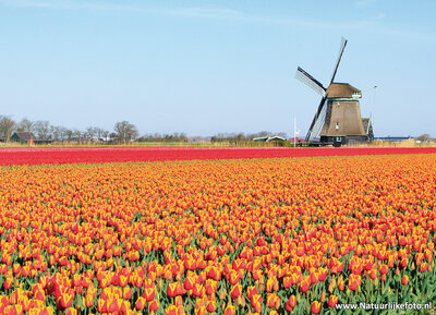 ansichtkaart molen met tulpen