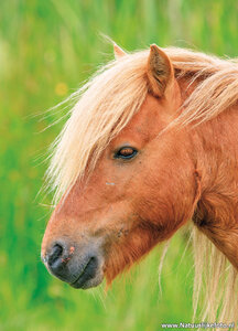 ansichtkaart paard