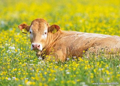 Ansichtkaart Limousin koe