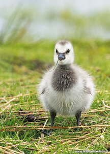 Ansichtkaart jonge Canadese gans