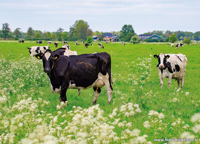 ansichtkaart koeien in de wei