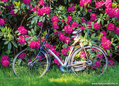 ansichtkaart fiets