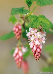 ansichtkaart ribes kaart
