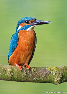 IJsvogel kaart | ansichtkaart ijsvogel