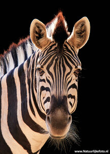 ansichtkaart zebra