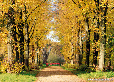 ansichtkaart herfstlaan