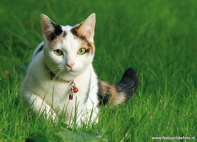 ansichtkaart kat met kattenbelletje