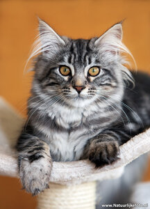 ansichtkaart Sary - Maine coon kat
