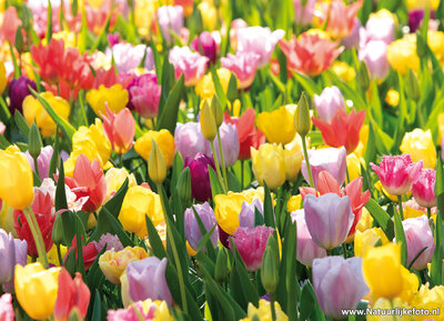 ansichtkaart tulpenveld