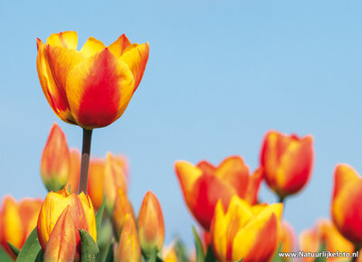 rood gele tulpen kaart