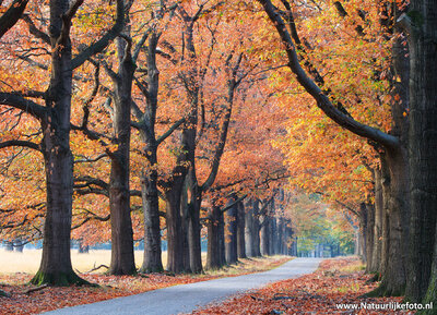 Ansichtkaart herfst - laantje