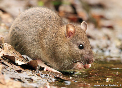 ansichtkaart rat