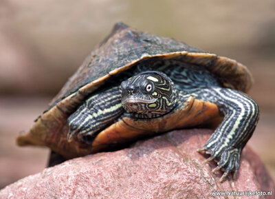 ansichtkaart schildpad