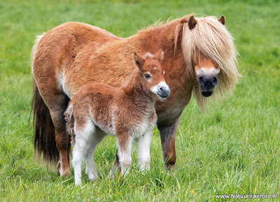 ansichtkaart Shetland pony