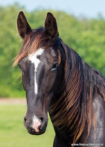 ansichtkaart paard