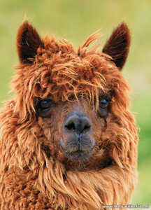 ansichtkaart alpaca
