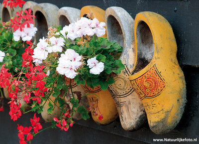 ansichtkaart klompen met geraniums