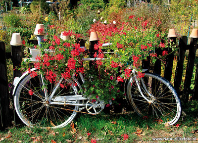 ansichtkaart fiets met geraniums
