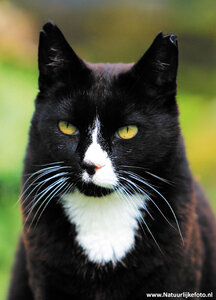 ansichtkaart kater Joep
