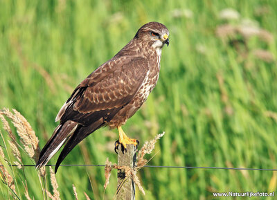 ansichtkaart buizerd op paaltje