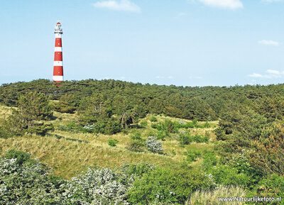 ansichtkaart Ameland - vuurtoren Bornrif