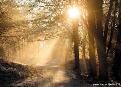 ansichtkaart Dwingelderveld