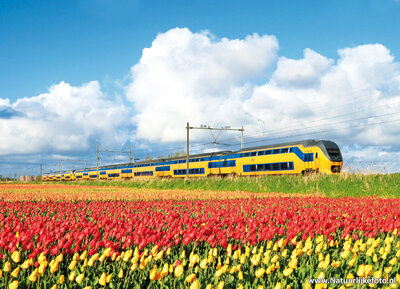 ansichtkaart NS trein met tulpenveld