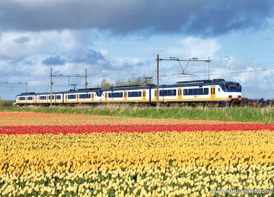 ansichtkaart Sprinter trein met tulpenveld