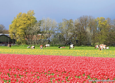 ansichtkaart tulpenveld met koeien