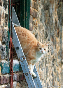 ansichtkaart kat op ladder
