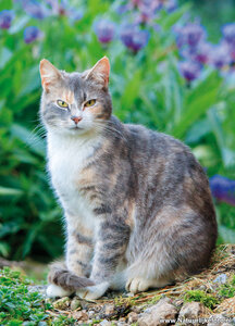 ansichtkaart poes met bloemen