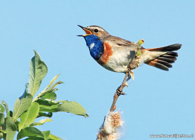 ansichtkaart blauwborst