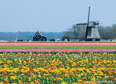 ansichtkaart molen O-T in 't Zand