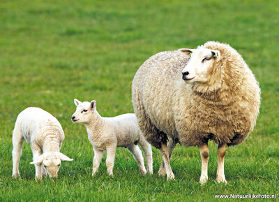 ansichtkaart schaap met lammetjes