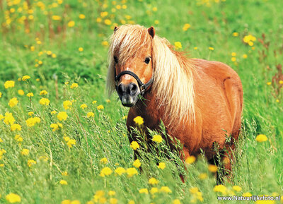 ansichtkaart Shetlandpony
