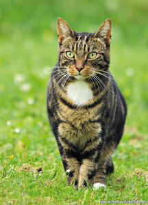 ansichtkaart poes