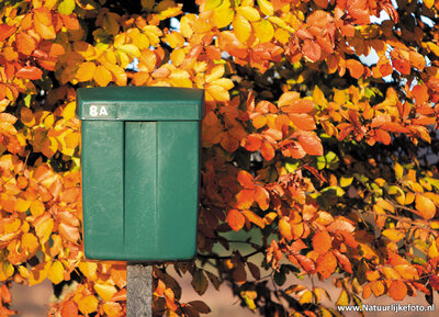 ansichtkaart groene brievenbus in de herfst