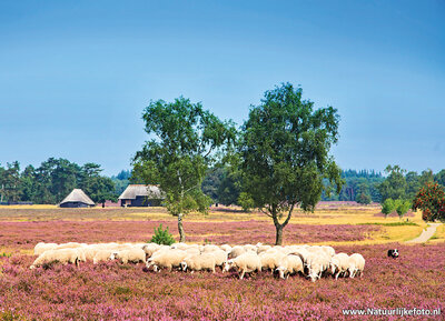 ansichtkaart schaapskudde op de heide