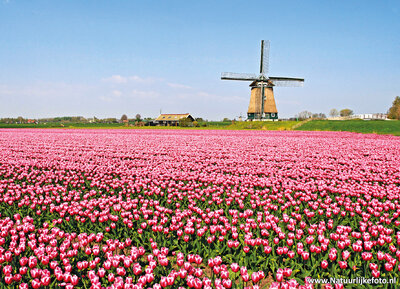 ansichtkaart Berkmeermolen met tulpenveld in Obdam