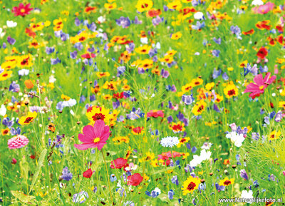 ansichtkaart wilde bloemen