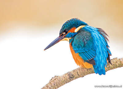 ijsvogel kaart - prachtige ansichtkaart van een ijsvogel in de winter