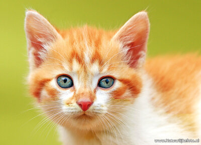 ansichtkaart N-Joy the poes
