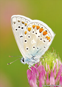 ansichtkaart vlinder Icarusblauwtje