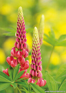 ansichtkaart lupine