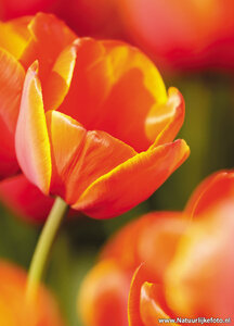 ansichtkaart rode tulp