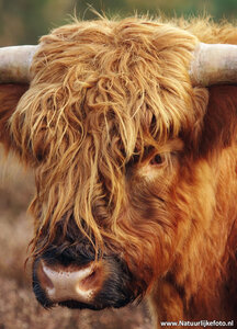 ansichtkaart Schotse hooglander