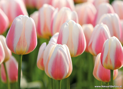 ansichtkaart tulpenveld