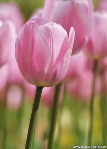 ansichtkaart roze tulp