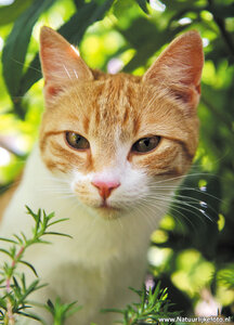 ansichtkaart poes