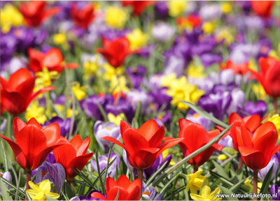 ansichtkaart bloemenperk